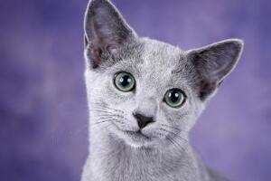 俄罗斯蓝猫多少钱一只，2000—10000元(纯种价格在5000元以上)