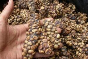 猫屎咖啡的由来，椰子猫食用咖啡豆后的排泄物(世界最贵咖啡)
