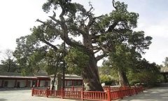 中国现存最古老的树排名 黄帝轩辕柏至少5千岁
