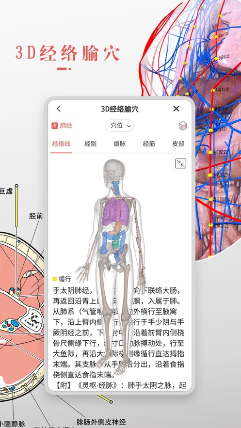 3Dbody解剖截图2